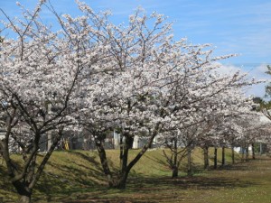 sakura2015_03