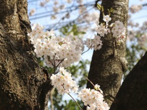 sakura2015_04