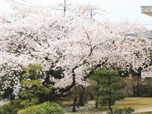 sakura2015_05