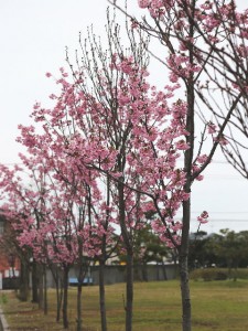 sakura2015_07